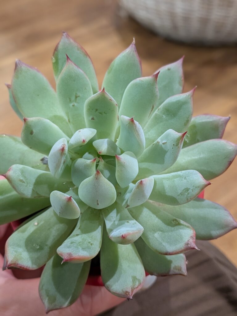 多肉植物の魅力を伝えたい