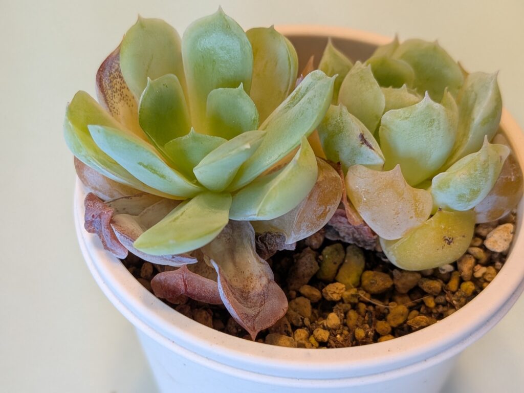 猛暑で弱ってしまった多肉植物