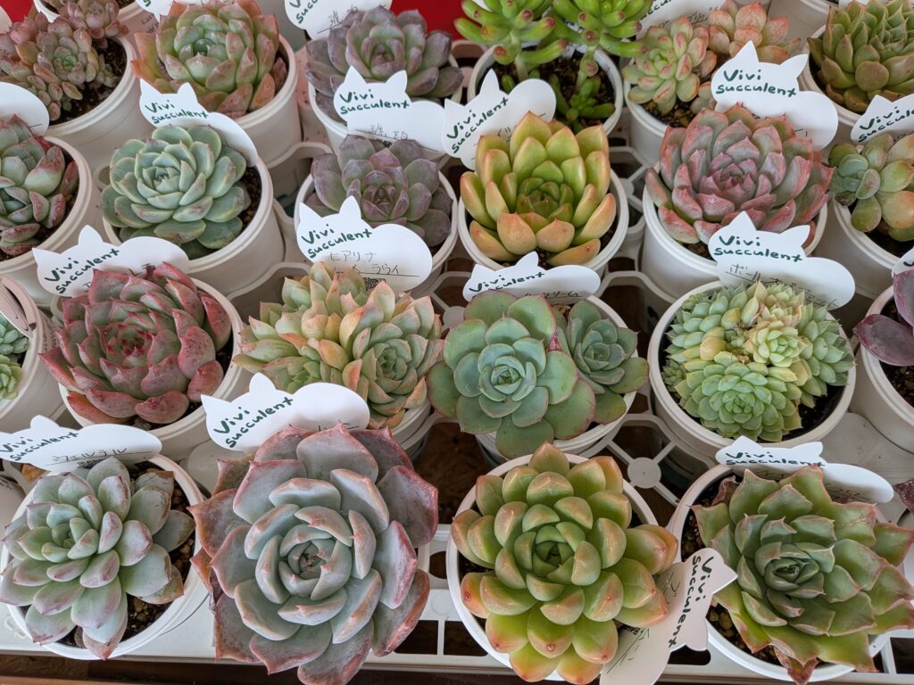 しょいかーご千葉店
多肉植物販売店【千葉県】