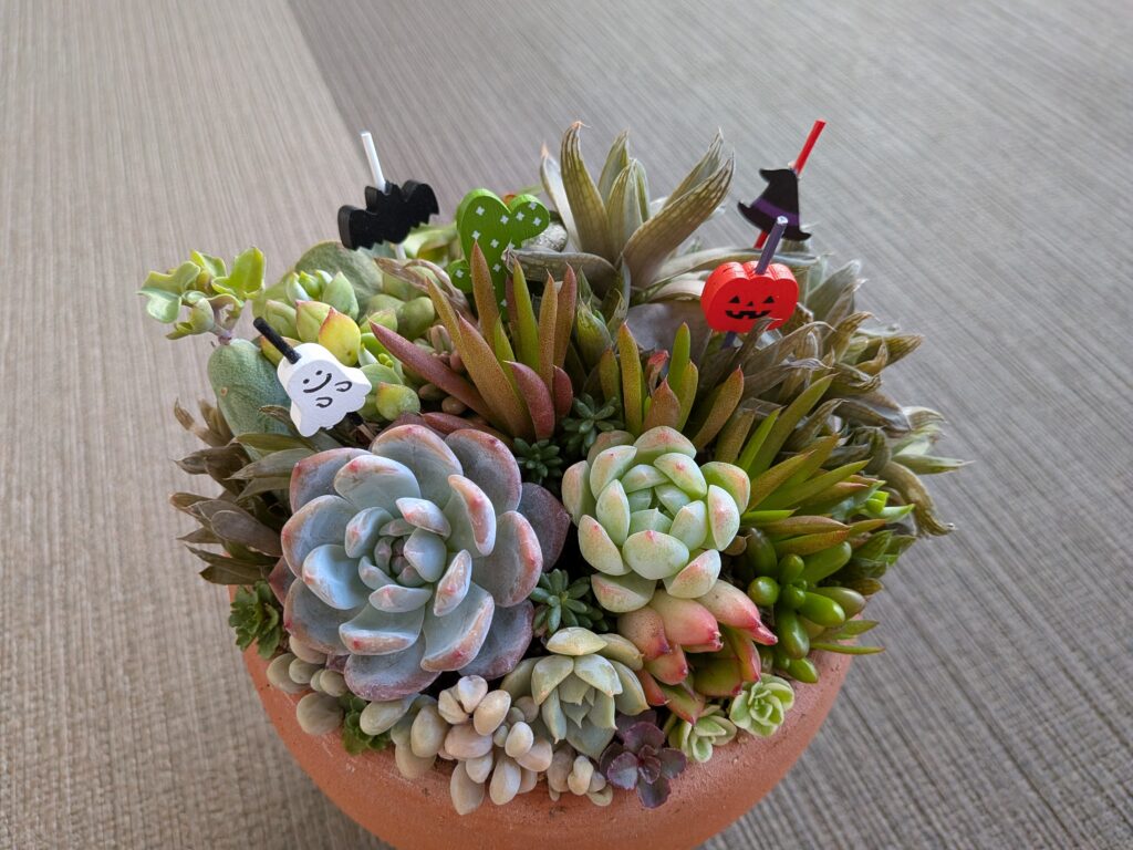 多肉植物の寄せ植え