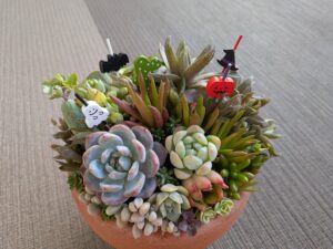 多肉植物の寄せ植えでハロウィンを楽しむ!
