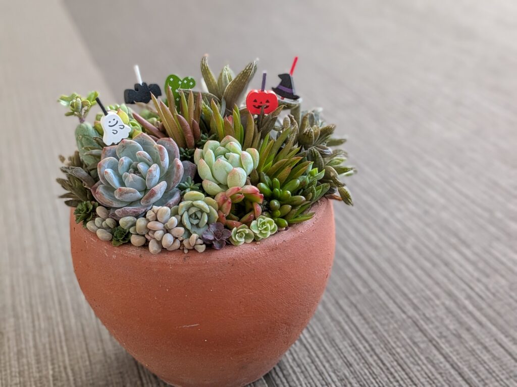 多肉植物の寄せ植えで
Happy Halloween !!