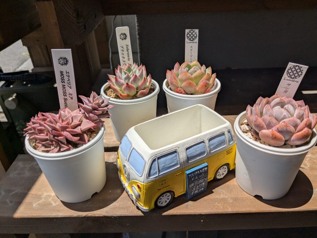 多肉植物の鉢にもこだわりたい！