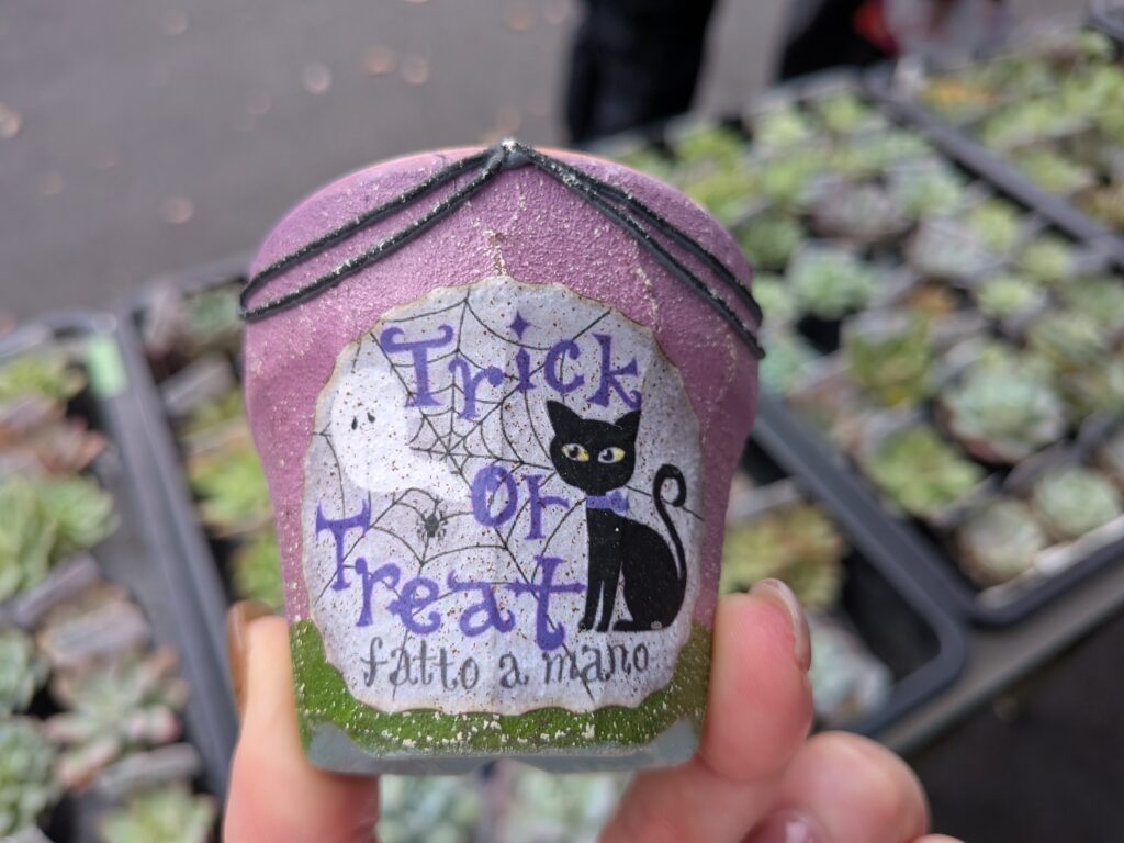 多肉植物の鉢をお迎え