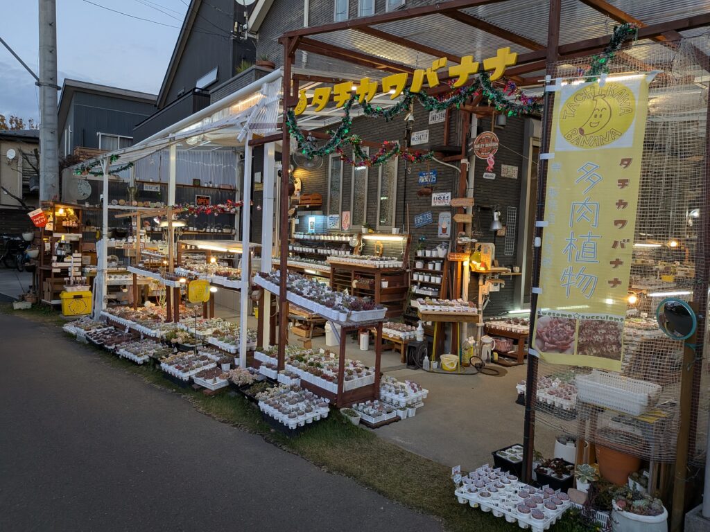 多肉植物(エケベリア)の専門店 タチカワバナナさん