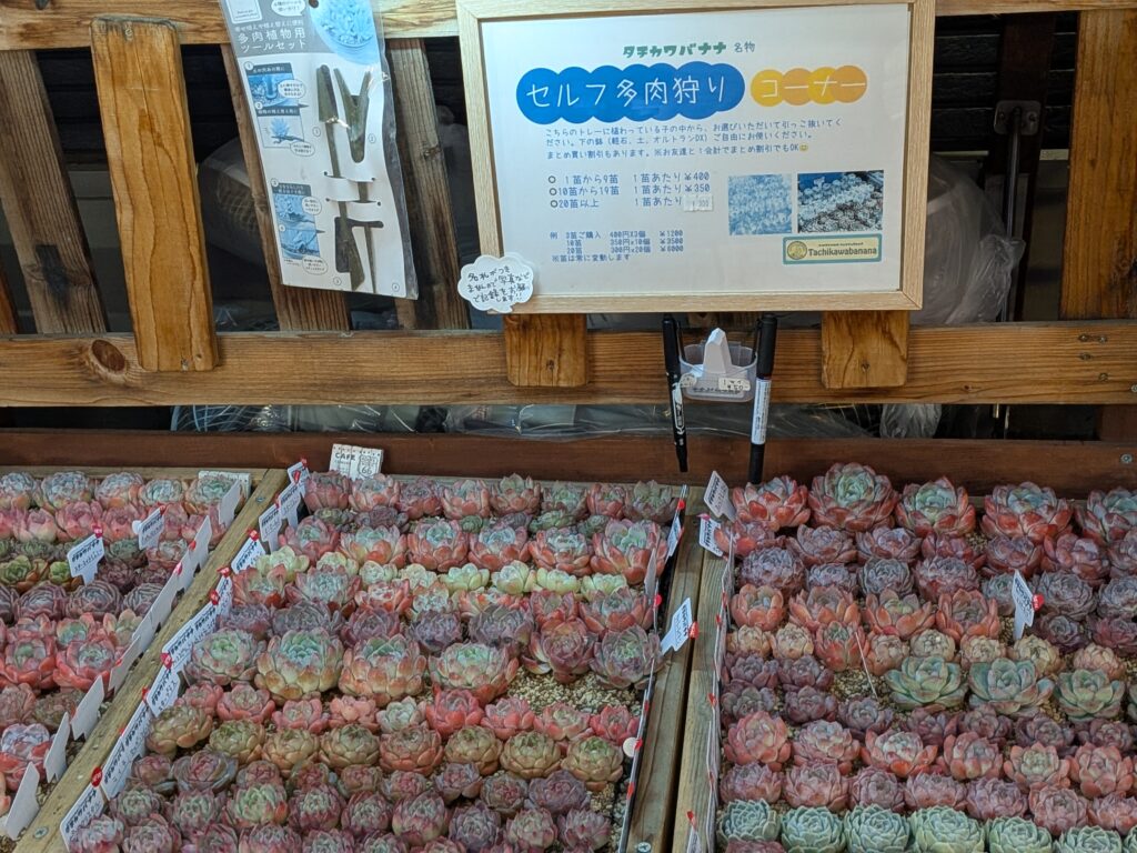 タチカワバナナさんの名物
「セルフ多肉狩りコーナー」