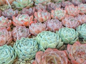 多肉植物(エケベリア)の専門店 タチカワバナナさん