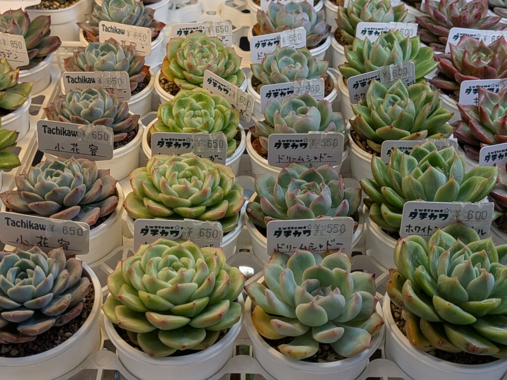 タチカワバナナさんの多肉植物