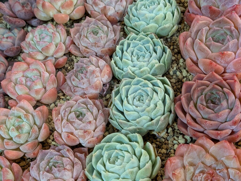 タチカワバナナさんの多肉植物