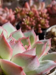 多肉植物のある暮らし