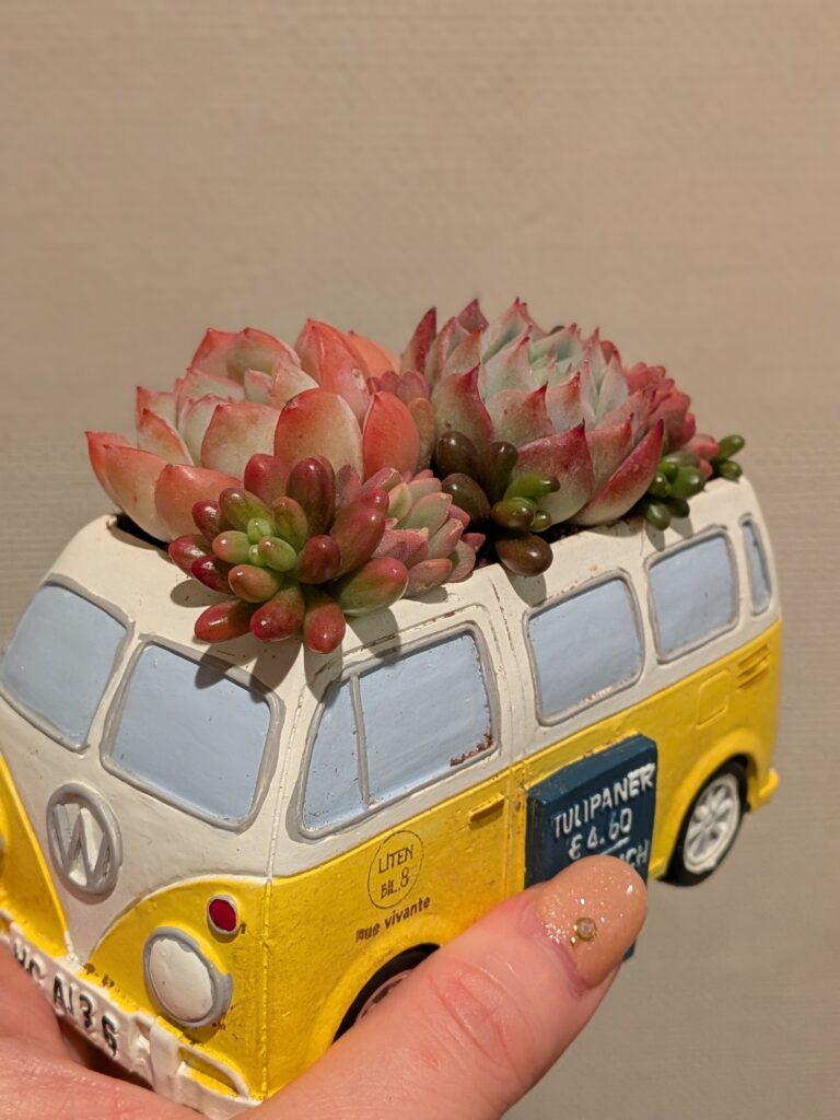 多肉植物の寄せ植えを楽しむ