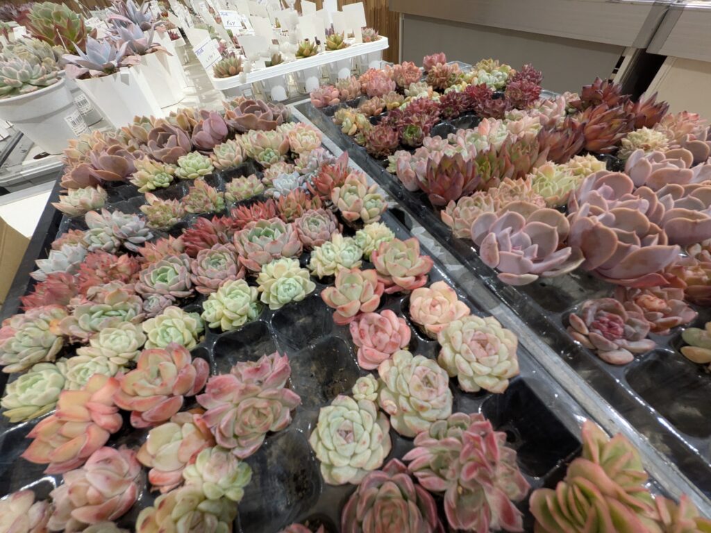 「多肉園おひさま」さんのポップアップで多肉狩り