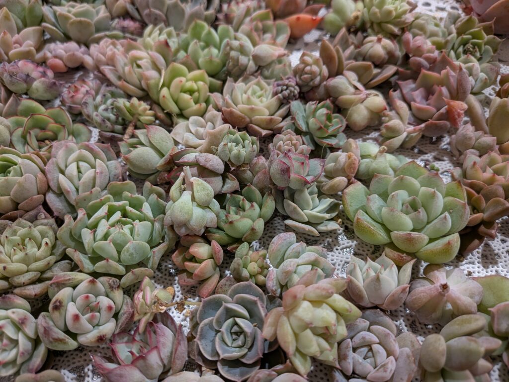 多肉植物の寄せ植えを楽しもう