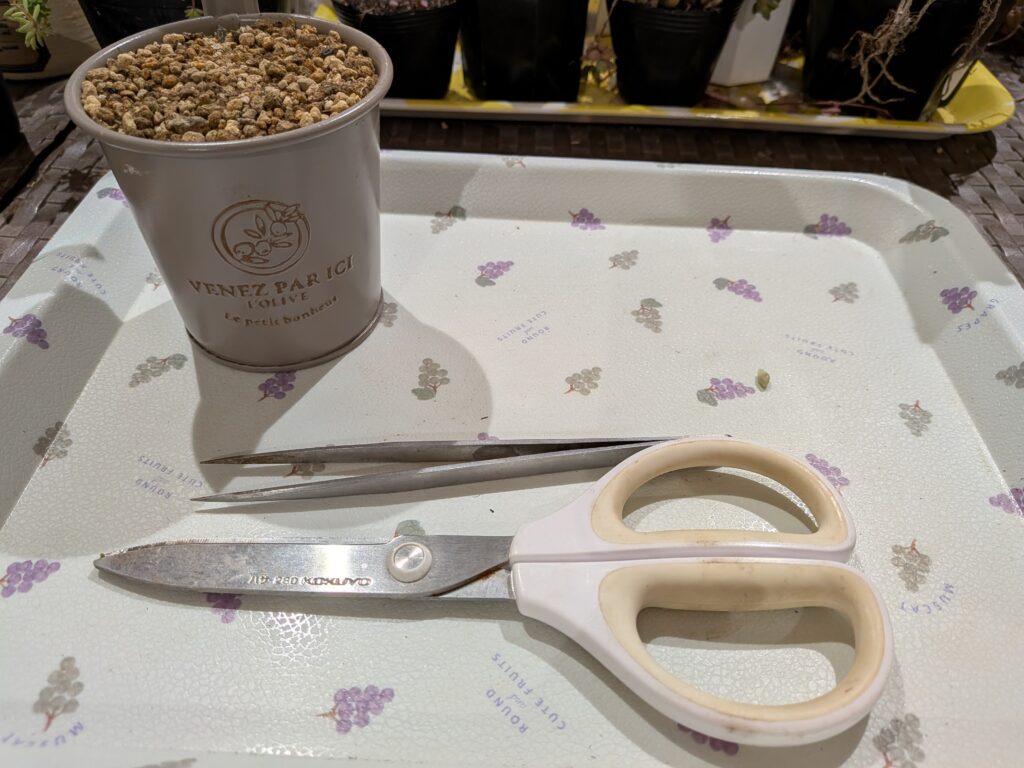 多肉植物の寄せ植えワークショップに手ぶらで参加