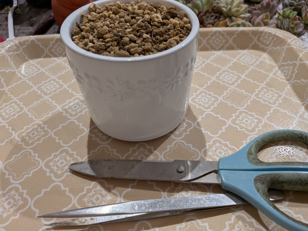 手ぶらで参加できる多肉植物ワークショップ