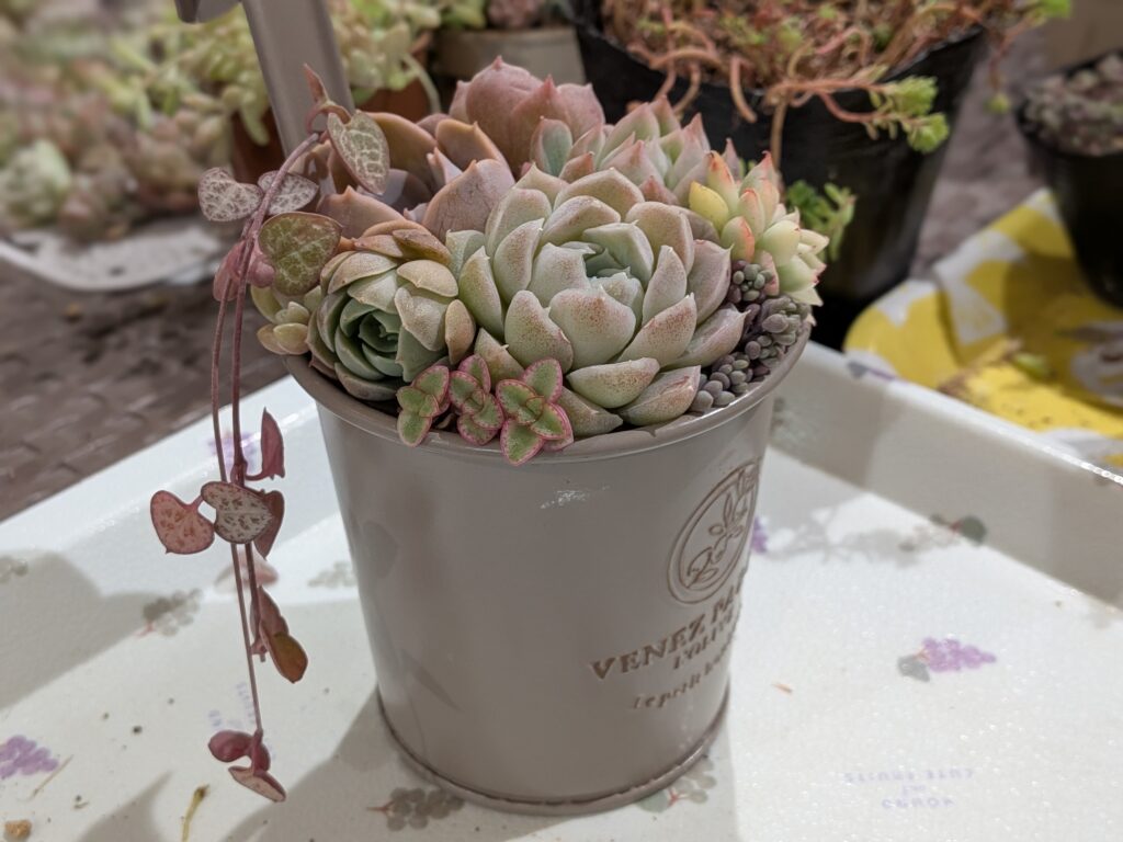 多肉植物の寄せ植えが楽しい