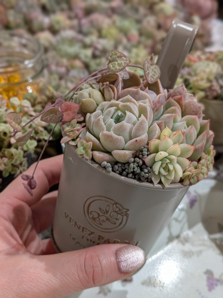 「多肉園おひさま」さんのワークショップへ