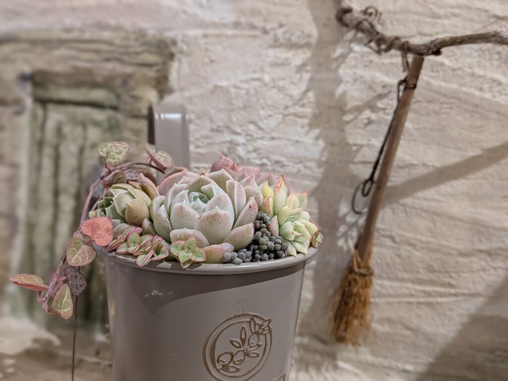 おすすめ多肉植物ワークショップ