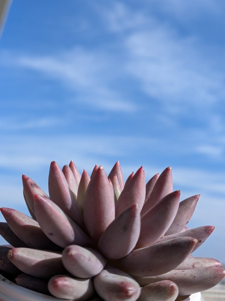多肉植物 エケベリア属 金魚姫