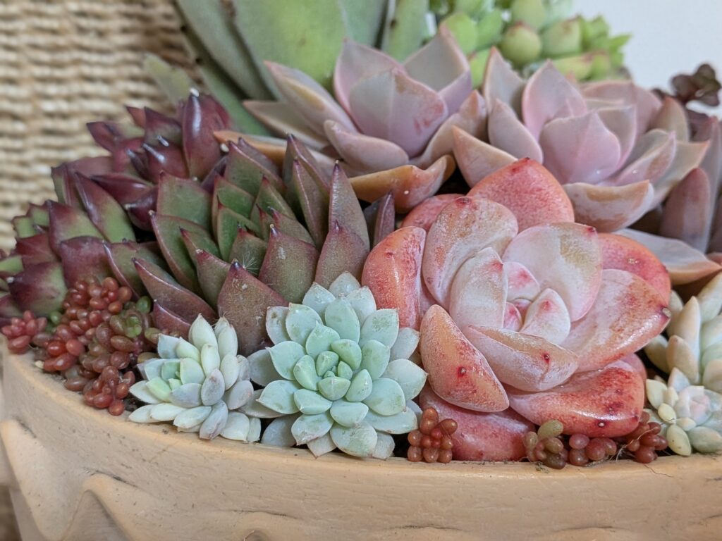 多肉植物の魅力を伝えたい