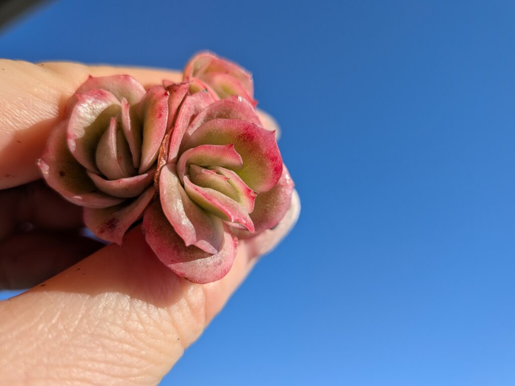 多肉植物の魅力を伝えたい