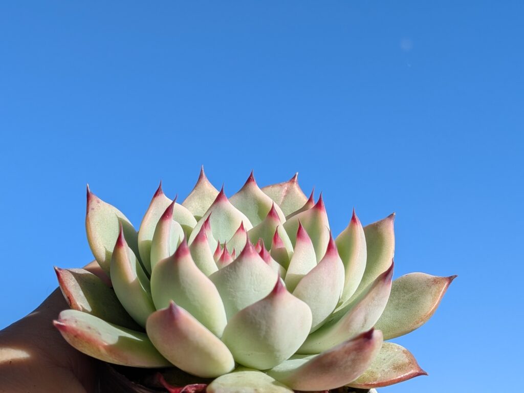 多肉植物 エケベリア属