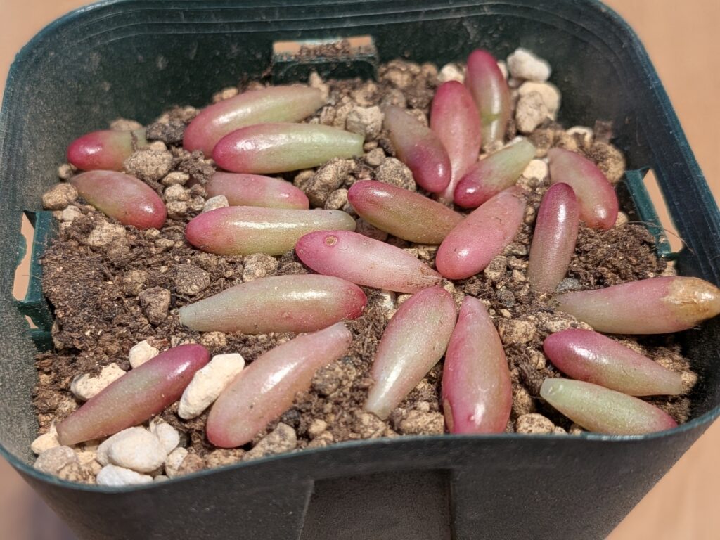 多肉植物を葉挿しで増やそう