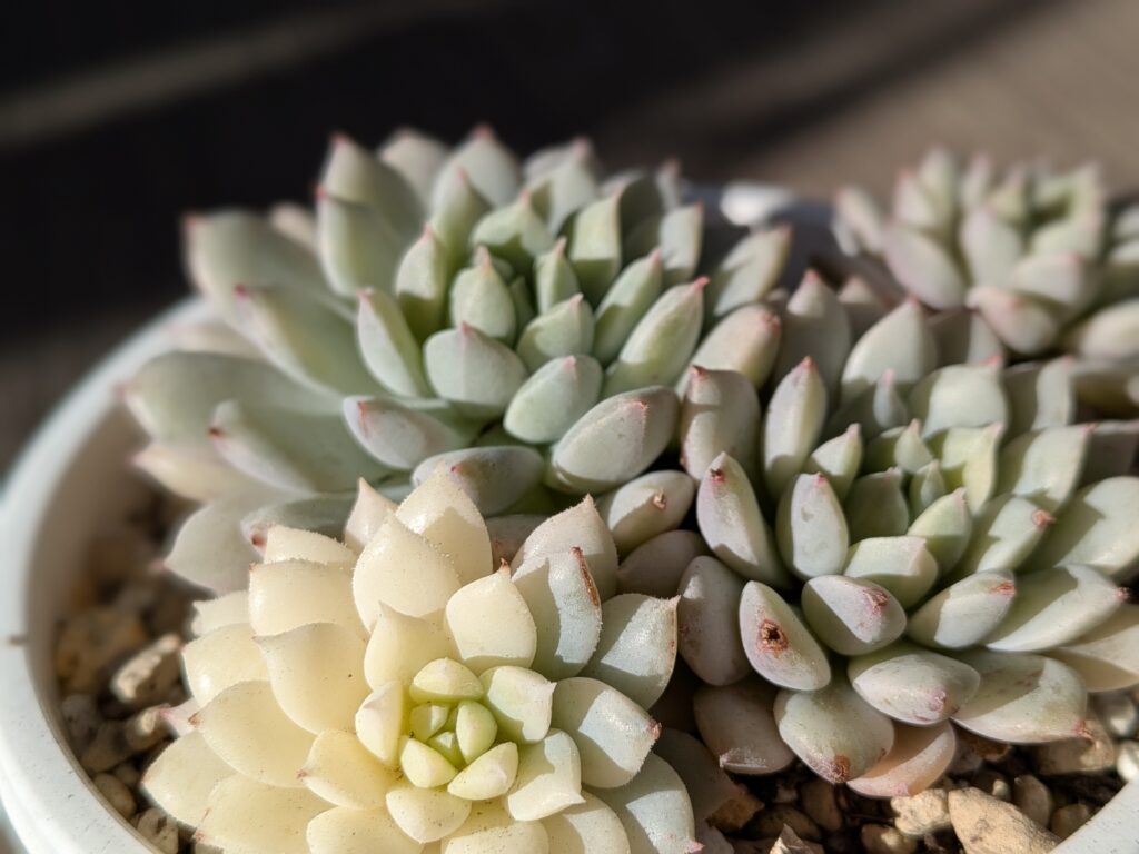 多肉植物の魅力を伝えたい