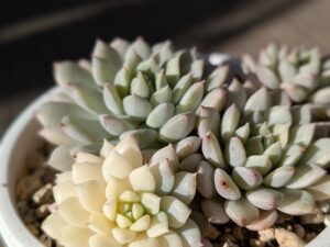 多肉植物 エケベリア属 夢の雪