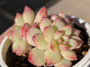 多肉植物の魅力を伝えたい