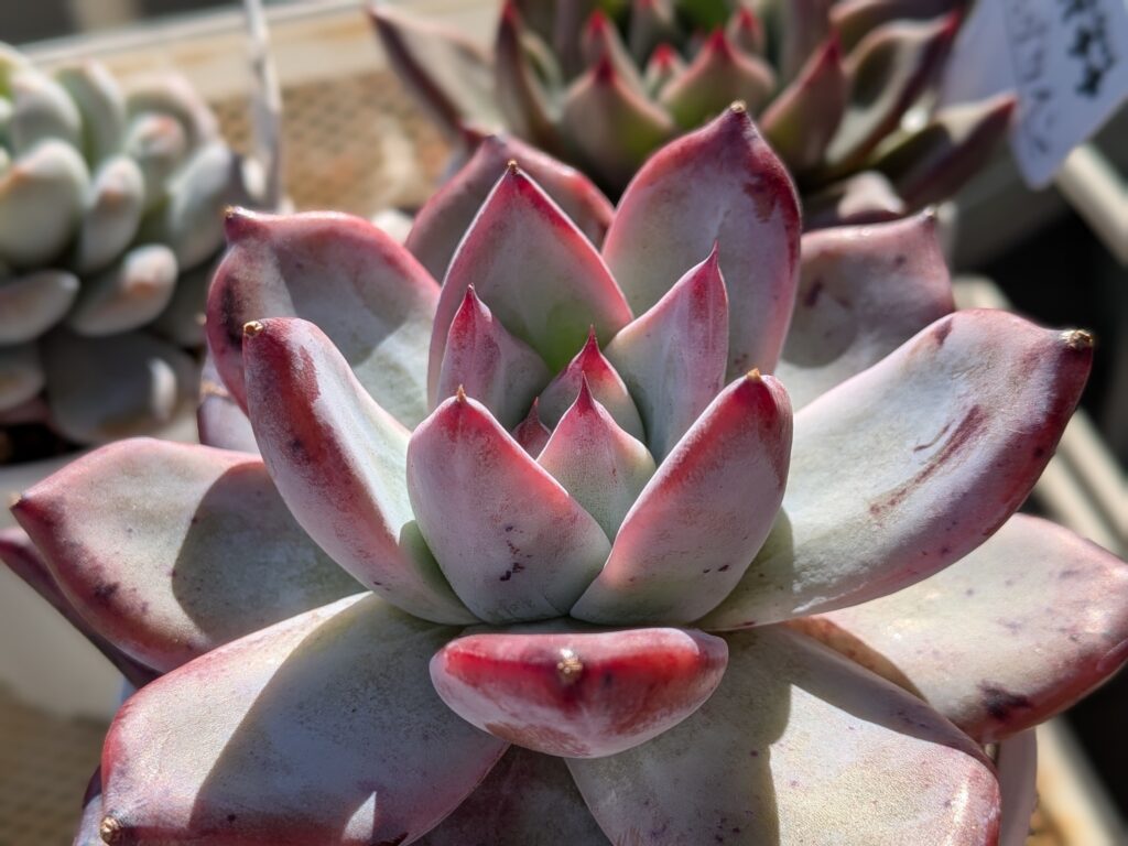 多肉植物 エケベリア ブラックサバス