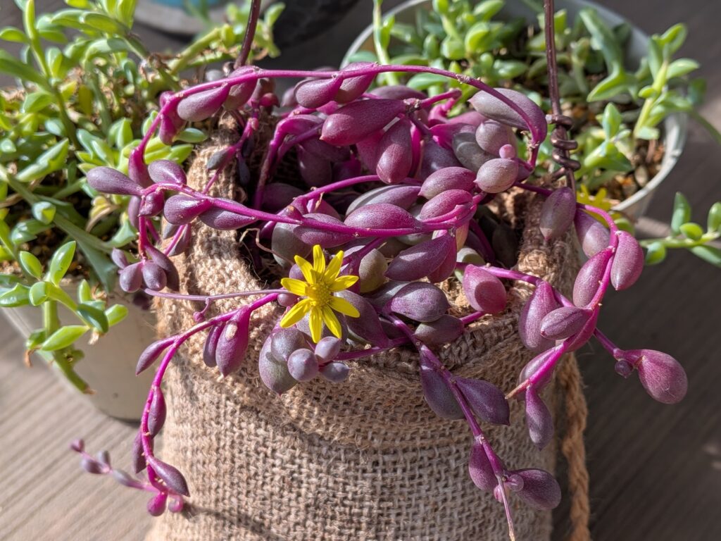 多肉植物 オトンナ属
ルビーネックレス