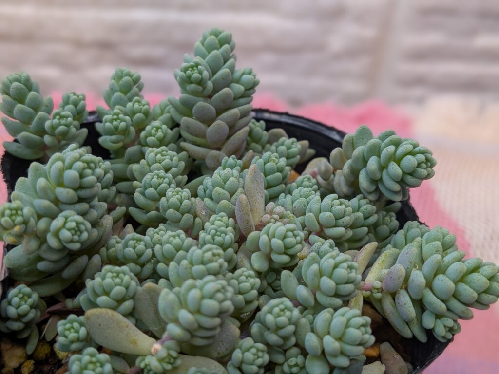 多肉植物 マンネングサ属
ダシフィルム マジョール