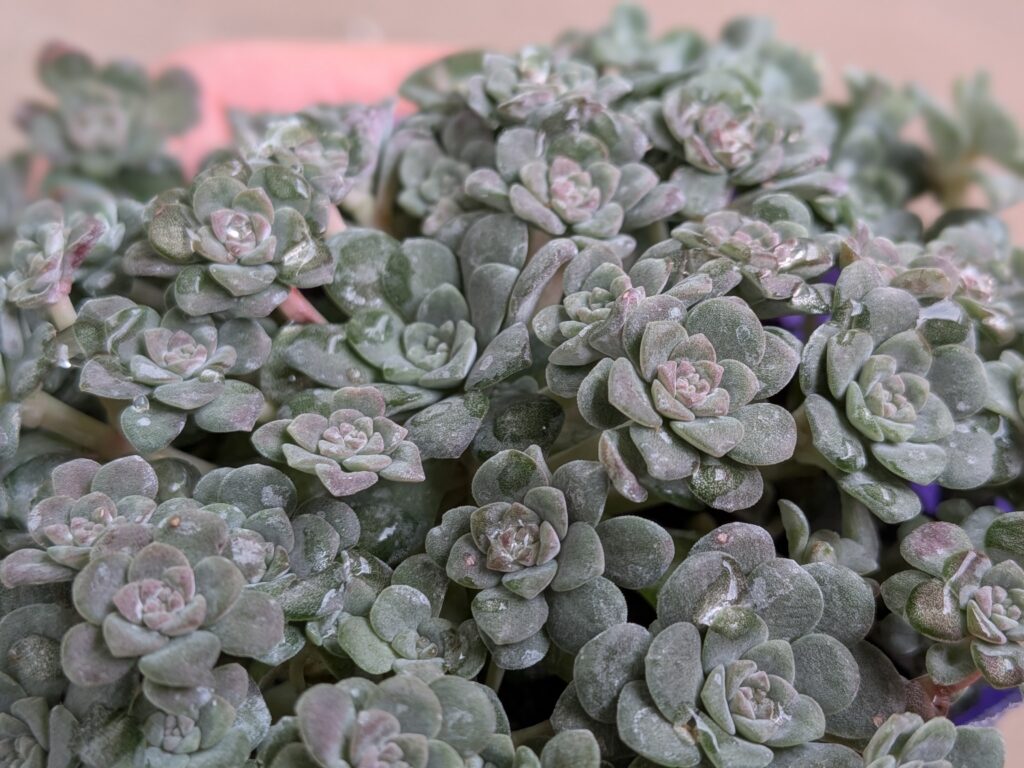 多肉植物 セダム属 白雪ミセバヤ