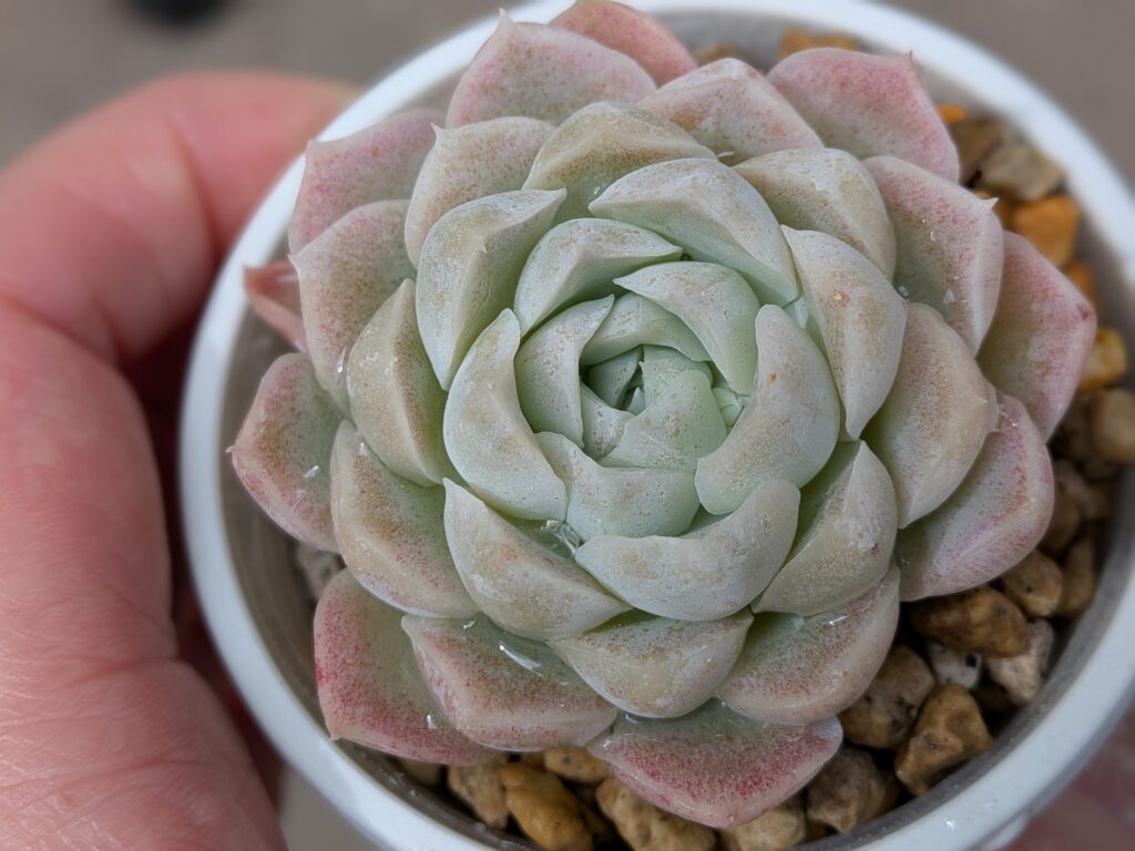 多肉植物 エケベリア属 ヒューミリス