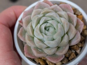 多肉植物 エケベリア属 ヒューミリス