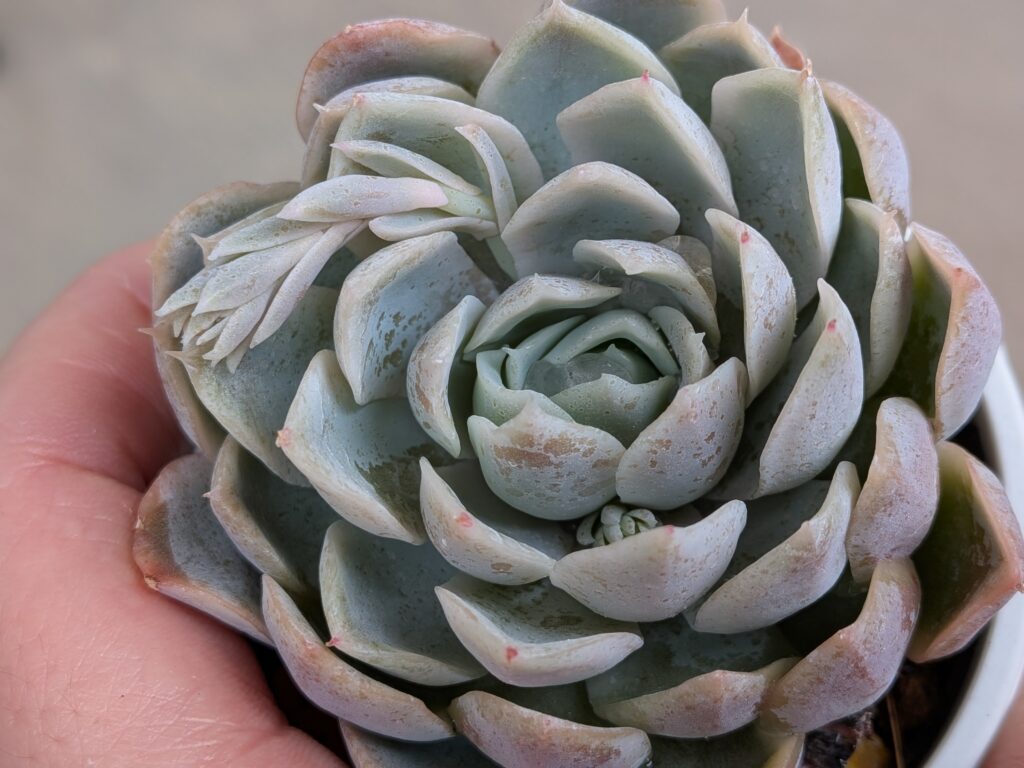 多肉植物のおすすめのお店
多肉植物専門店 Lumiere(リュミエール)さん