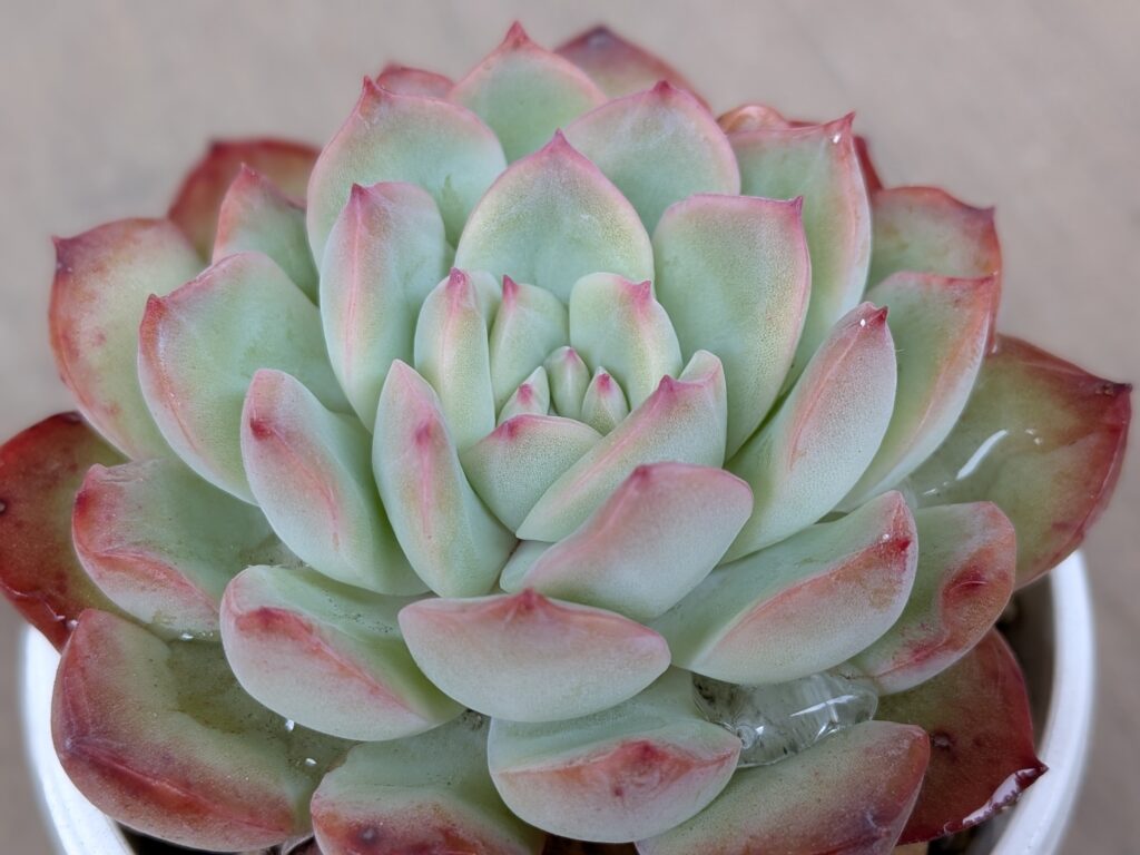 多肉植物 エケベリア属
ブラッディナイト