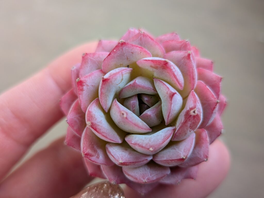 春の多肉植物イベント