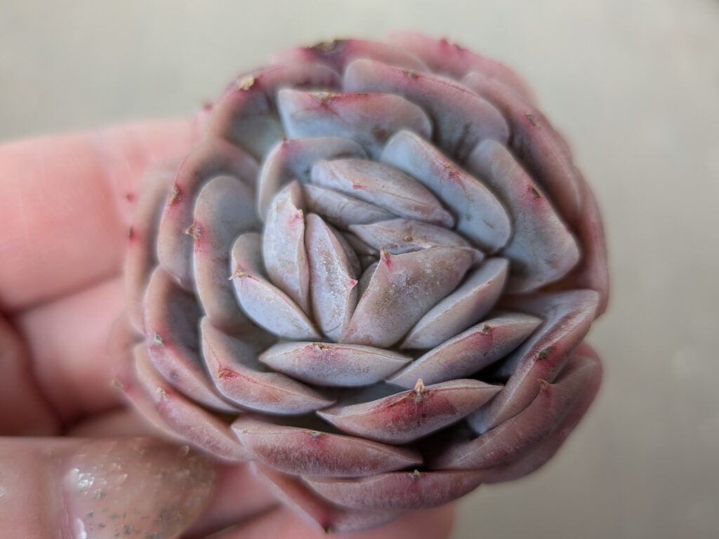 多肉植物のおすすめのお店
多肉植物専門店 Lumiere(リュミエール)さん