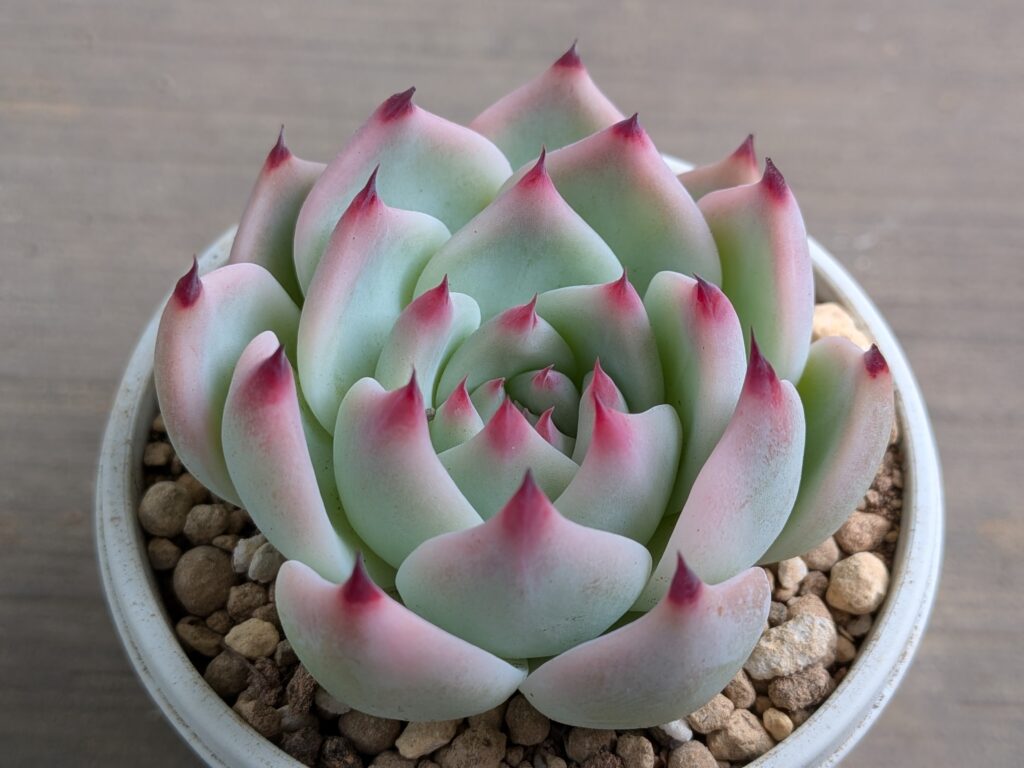 多肉植物 エケベリア属
チワワエンシス錦