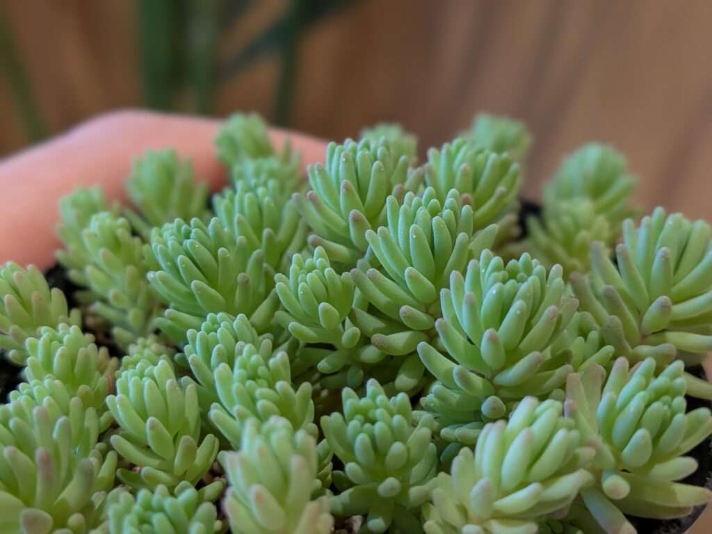 多肉植物セダム属
ミルキーウェイ