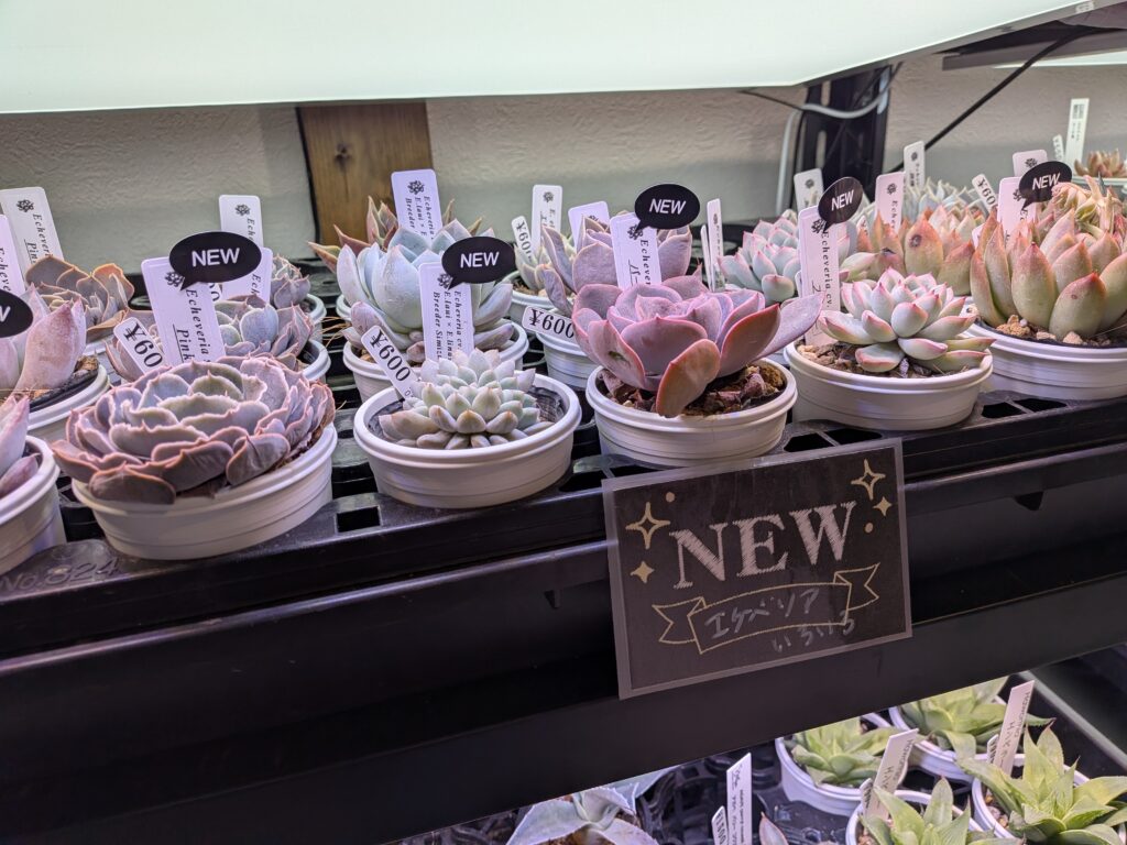 多肉植物のおすすめのお店
多肉植物専門店 Lumiere(リュミエール)さん
