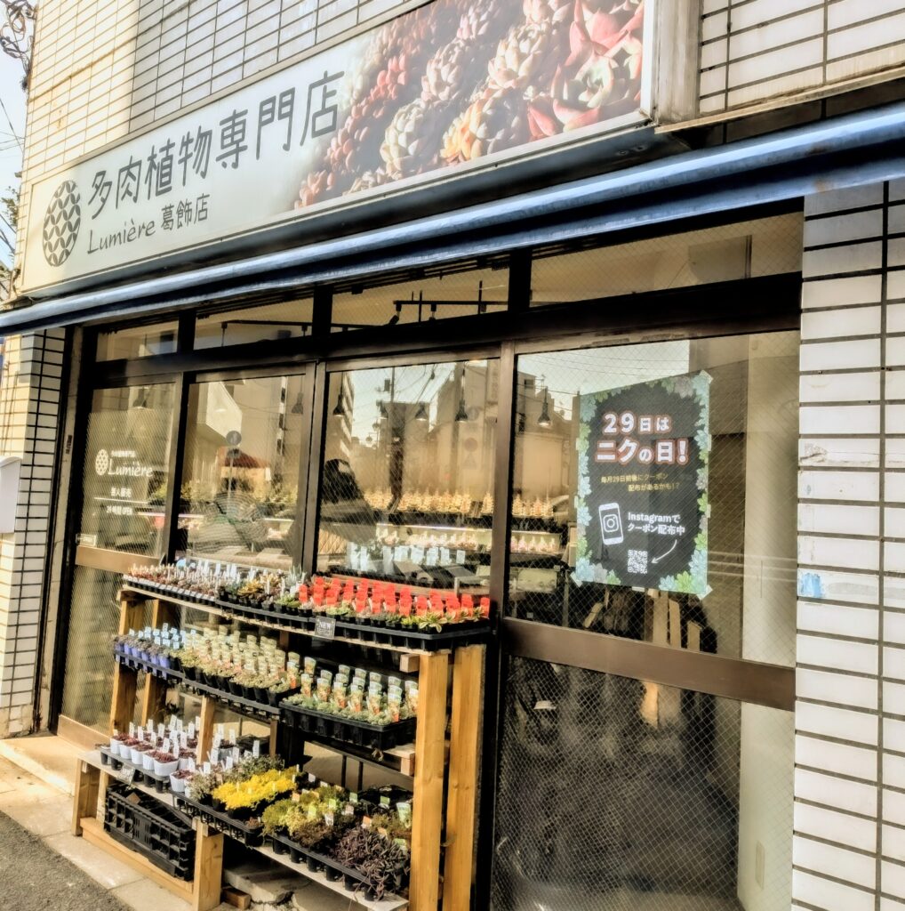多肉植物のおすすめのお店
多肉植物専門店 Lumiere(リュミエール)さん