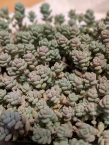 多肉植物の総合情報サイト タニクランドリエル