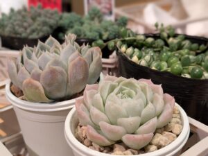 多肉植物のおすすめのお店 多肉植物専門店 Lumiere(リュミエール)さん