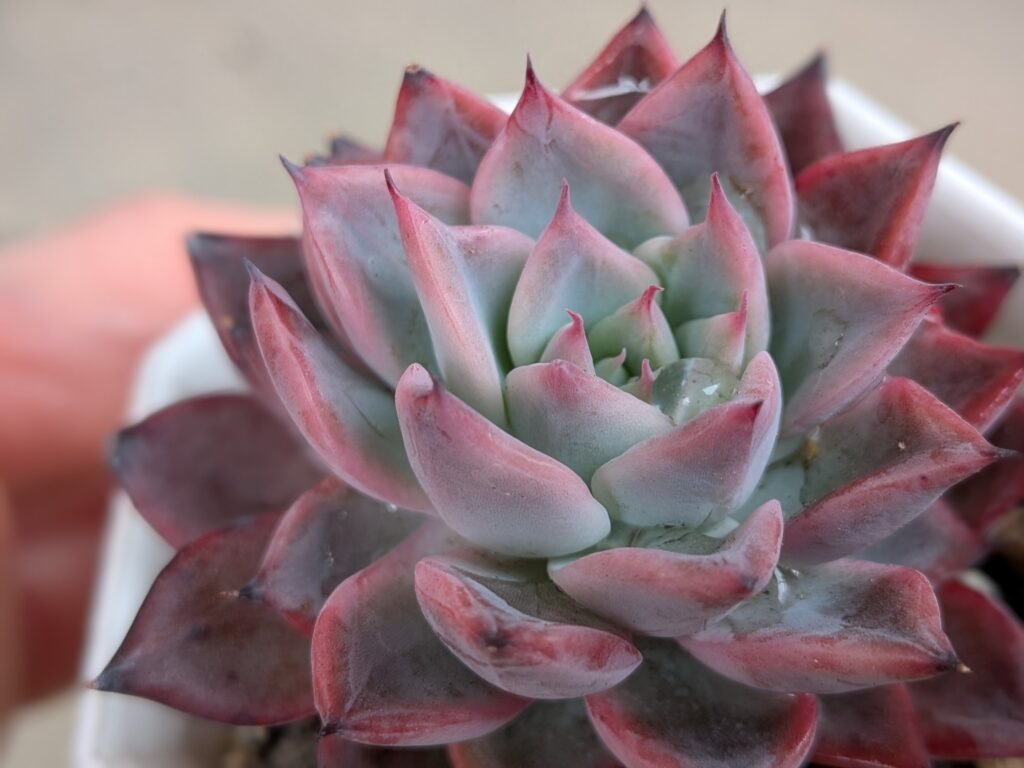 多肉植物のお店情報は、タニクランドリエルで検索