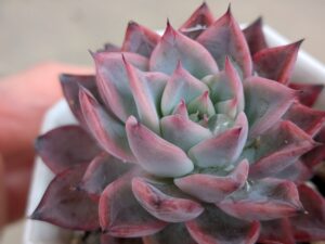 多肉植物のお店情報は、タニクランドリエルで検索