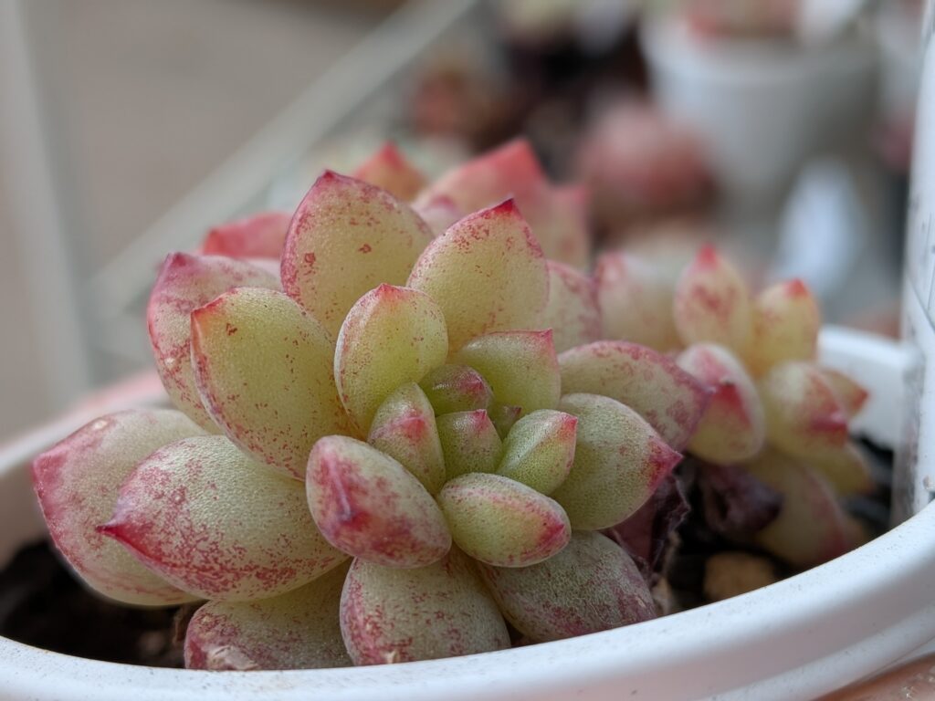 多肉植物の魅力を伝えたい