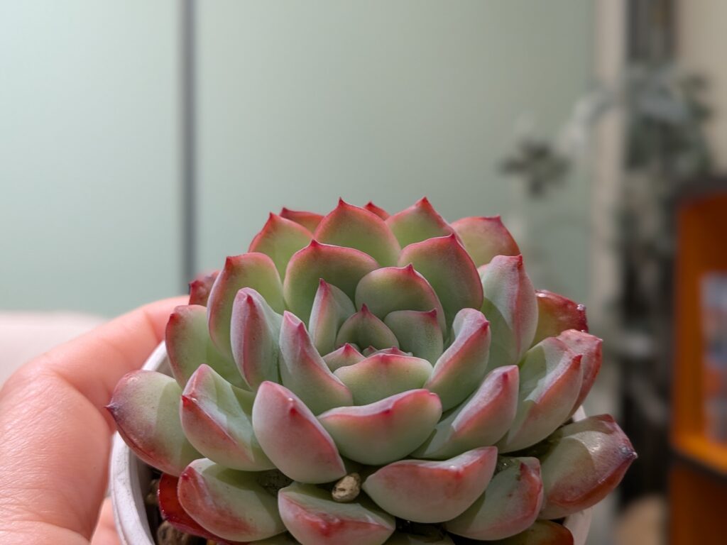 多肉植物の魅力を伝えたいタニクランドリエル